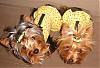 Sissy & Angel Fashion Show!!!-bumblebee.jpg