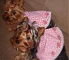 Sissy & Angel Fashion Show!!!-yorkiefantasyb.jpg