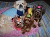 Pia, Trixie, Paisley and Snoot hanging out : )-81-644-x-483-.jpg