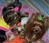 Pia, Trixie, Paisley and Snoot hanging out : )-83-391-x-341-.jpg