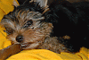 Kingston's "Cigar"-kingston-056-copy.gif