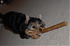 Kingston's "Cigar"-kingston-055-copy.gif