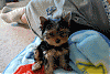 Kingston's "Cigar"-kingston-051-copy.gif