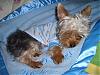 Bedtime with Go.Fetch!!-cimg3407.jpg