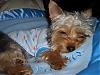 Bedtime with Go.Fetch!!-cimg3410.jpg
