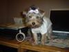 New pictures of Princess getting ready for bed.-princess19wks-001.jpg