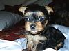 Yorkie babies growing up and getting cute!!!-azuryorkies-puppy-.jpg