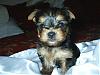 Yorkie babies growing up and getting cute!!!-puppy-b.jpg