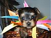 Yorkie babies growing up and getting cute!!!-puppy-b.jpg