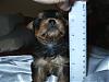 Yorkie babies growing up and getting cute!!!-azuryorkies-puppy-b.jpg