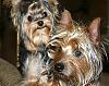Couple of New pics of Rusty & Sophie-rs-1-small.jpg