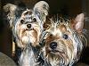 Couple of New pics of Rusty & Sophie-rs-2-small.jpg