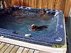 Moose swimming in Hot Tub!-picture-350-600-x-450-.jpg
