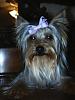 Yorkie babies growing up and getting cute!!!-daddy.jpg