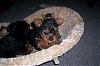 Wheres waldo, I mean wheres that yorkie???-yorkiewhere4.jpg