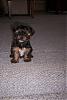 Wheres waldo, I mean wheres that yorkie???-cody-8weeks2.jpg