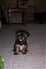 Wheres waldo, I mean wheres that yorkie???-cody-8-weeks.jpg