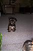 Wheres waldo, I mean wheres that yorkie???-cody8weeks.jpg