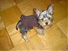 Lucy's First Sweater - and grooming-lucys-first-sweater-1.jpg