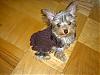 Lucy's First Sweater - and grooming-lucys-first-sweater-4.jpg