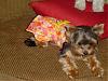 Muffin & CoCo in Their New Dress from Connie-coco-new-dress-1.jpg