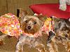 Muffin & CoCo in Their New Dress from Connie-girls-new-dress-4.jpg