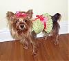 I made Lacy a Harness Dress-pinkgreen.jpg