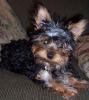 My Yorkie...Punkin Puss :-)-punky.jpg