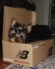 My Yorkie...Punkin Puss :-)-punkin-box.jpg