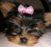 My Yorkie...Punkin Puss :-)-what-face.jpg