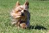 Alaska Yorkies go exploring-img_4800.jpg