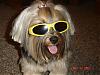 Sophie in her shades (so funny)-58535302.jpg