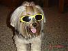 Sophie in her shades (so funny)-58535303.jpg