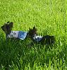 Cash and Tinker at the park...-s8002219.jpg