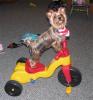 Sully's Adventures in Toyland-sullytricycle.jpg