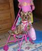 Sully's Adventures in Toyland-sullystroller.jpg