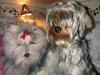 Chase and Bradley-bradley-n-yorkie-1-.jpg