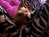 Zebra print photo shoot...Scout lookin a little girly-z4.jpg