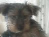 Pictures of Buster - when hes still!-m_f3d51917ffef6bf5b43a693ed10cf2fb.jpg