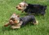 First Great Alaska Yorkie Meet-img_7214.jpg