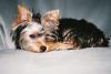 Yorkie Addict & Pictures to prove it-trixie3-1-2-.jpg