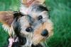 Yorkie Addict & Pictures to prove it-trixie3-2-2-.jpg