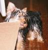Yorkie Addict & Pictures to prove it-trixie3-4.jpg