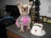 Happy Birthday Sully!-img_1144.jpg