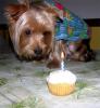 1st Birthday Sully-bration pics and videos!-sullybdaycandle.jpg