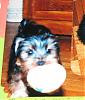 Pictures with ages included-puppyoz2_small.jpg