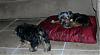 Some Pictures of our furbabies-dscn0390.jpg