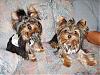 Cash and Tinker taking some cute pictures since they had a day at the groomers!-s8002295.jpg