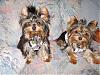 Cash and Tinker taking some cute pictures since they had a day at the groomers!-s8002297.jpg