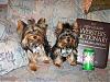 Cash and Tinker taking some cute pictures since they had a day at the groomers!-s8002303.jpg